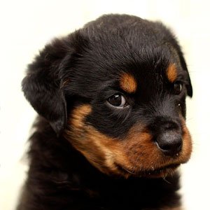 Copy do Dia 71 – 18/03/2024