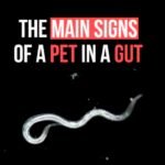 Os Principais Sinais de Um Intruso No Seu Intestino