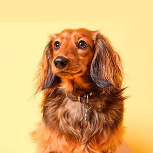 Copy do Dia 101 – 10/09/2024